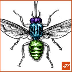 Quizvraag Insekten 8116