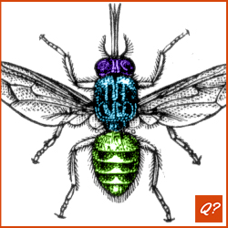 Quizvraag Insekten 7578